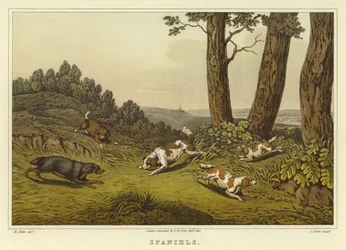 Spaniels